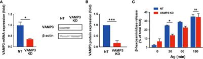 Multifunctional regulation of VAMP3 in exocytic and endocytic pathways of RBL-2H3 cells